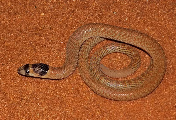 Sau khi nghiên cứu đoạn phim, các nhà nghiên cứu kết luận rằng những con thằn lằn chân ngắn có chi nhanh hơn và có khả năng đào hang tốt hơn những con không có chi nào.