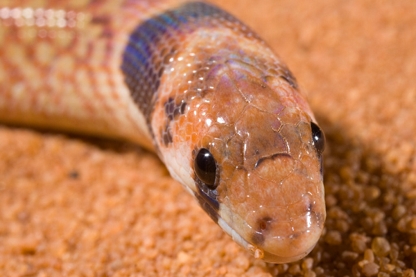 Các chi đặc biệt phát huy tác dụng khi đào đất ướt, cho thấy tầm quan trọng của các chi có thể bị ảnh hưởng bởi … khí hậu.