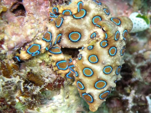 Năm 1929, nhà động vật học người Anh Guy Coburn Robson phát hiện loài bạch tuộc đốm xanh - được cho là loài bạch tuộc duy nhất có độc tố đủ mạnh để giết một người trưởng thành.