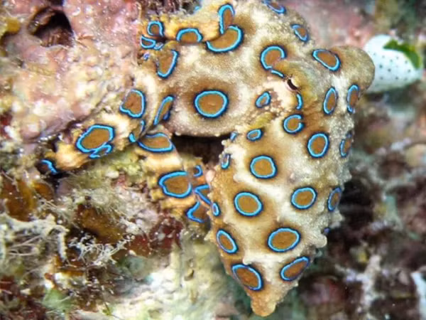 Năm 1929, nhà động vật học người Anh Guy Coburn Robson phát hiện loài bạch tuộc đốm xanh - được cho là loài bạch tuộc duy nhất có độc tố đủ mạnh để giết một người trưởng thành.