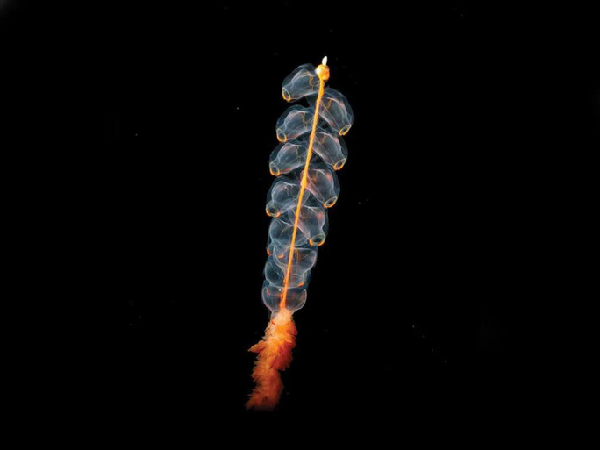 Marrus orthocanna là một loài sứa ống có hành xử giống như loài ong và chúng cũng làm việc tập thể vì lợi ích của "lãnh thổ" chung. Mục đích chính của chúng là tìm kiếm thức ăn để tồn tại. Bất cứ khi nào phát hiện động vật giáp xác như tôm mysid, nhuyễn thể..., chúng sẽ mở rộng các xúc tu và bắt con mồi.