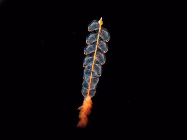 Marrus orthocanna là một loài sứa ống có hành xử giống như loài ong và chúng cũng làm việc tập thể vì lợi ích của "lãnh thổ" chung. Mục đích chính của chúng là tìm kiếm thức ăn để tồn tại. Bất cứ khi nào phát hiện động vật giáp xác như tôm mysid, nhuyễn thể..., chúng sẽ mở rộng các xúc tu và bắt con mồi.