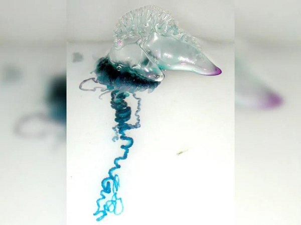 Sứa lửa còn gọi là "Portuguese Man O’ War" (tạm dịch "Tàu chiến Bồ Đào Nha"). Chúng có tên gọi như trên vì trông giống như một chiếc tàu chiến thuộc thế kỷ XVIII đang căng buồm. Độc tố từ sứa này khiến nạn nhân đau đớn. Riêng tại Úc, khoảng 10.000 trường hợp bị sứa lửa đốt được báo cáo vào mùa hè hàng năm.