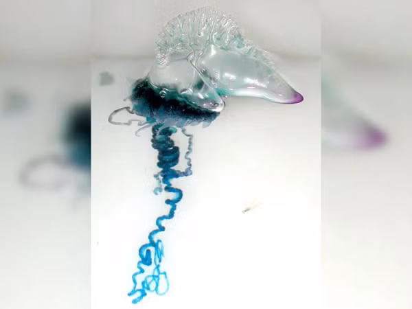 Sứa lửa còn gọi là "Portuguese Man O’ War" (tạm dịch "Tàu chiến Bồ Đào Nha"). Chúng có tên gọi như trên vì trông giống như một chiếc tàu chiến thuộc thế kỷ XVIII đang căng buồm. Độc tố từ sứa này khiến nạn nhân đau đớn. Riêng tại Úc, khoảng 10.000 trường hợp bị sứa lửa đốt được báo cáo vào mùa hè hàng năm.