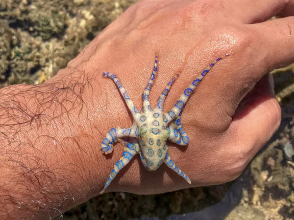 Những sinh vật này chuyển sang màu vàng tươi và đốm của chúng nhấp nháy màu xanh lam sáng trong 1/3 giây sau khi chúng nhận thấy mối đe dọa.