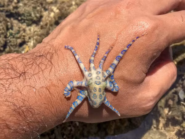 Những sinh vật này chuyển sang màu vàng tươi và đốm của chúng nhấp nháy màu xanh lam sáng trong 1/3 giây sau khi chúng nhận thấy mối đe dọa.