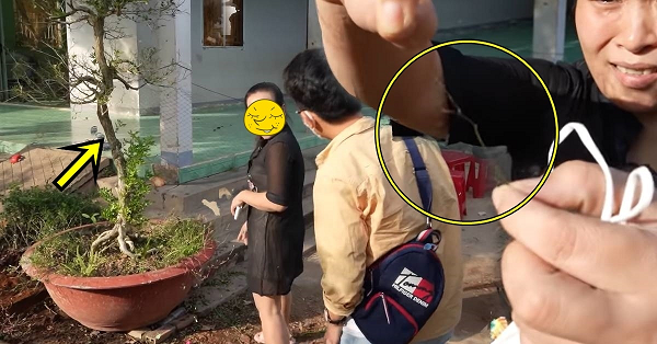 Vì những đặc điểm như vậy, chủ vườn cho rằng đây là cặo cây "độc nhất vô nhị" và rao bán cặp cây nguyệt quế với giá 4 tỷ đồng. Tuy nhiên, cho tới lúc này, cặp cây vẫn chưa tìm được chủ mới.