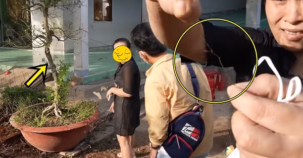 Vì những đặc điểm như vậy, chủ vườn cho rằng đây là cặo cây "độc nhất vô nhị" và rao bán cặp cây nguyệt quế với giá 4 tỷ đồng. Tuy nhiên, cho tới lúc này, cặp cây vẫn chưa tìm được chủ mới.