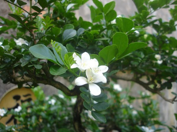 Cây nguyệt quế trong phong thủy mang những ý nghĩa tốt lành mà nhiều người muốn có. Sắc cây mang màu sáng, hương hoa thơm ngát và thanh khiết nên nhiều người tin cây nguyệt quế có công dụng trừ tà đuổi ma.