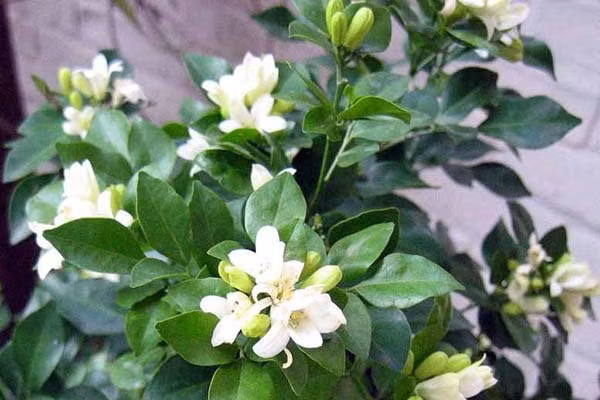 Cây nguyệt quế hay còn gọi là cây nguyệt quế hy lạp với tên khoa học là Laurus nobilis. Cây nguyệt quế thuộc loại thực vật thân gỗ, có mùi thơm, kích thước từ 10-18m.