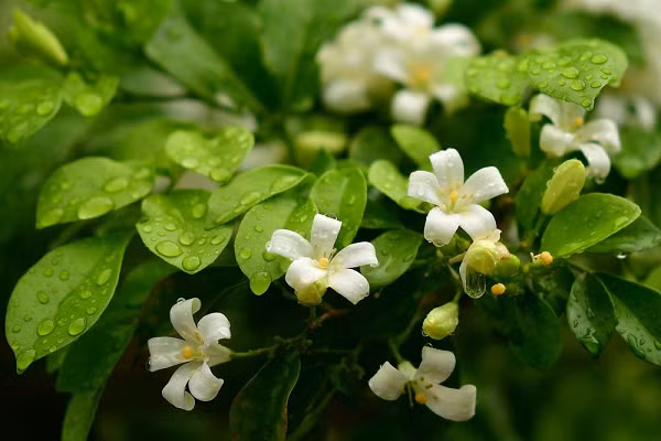 Cây nguyệt quế được biết đến rộng rãi như là một biểu tượng của chiến thắng khi được sử dụng để làm vòng nguyệt quế. Đây là phần thưởng không thể thiếu trong các cuộc thi Olympic và Pythia của Hy Lạp cổ đại.