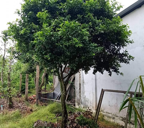 Cây có xuất xứ từ các vùng ven Địa Trung Hải và được đem trồng tại nhiều nơi trên thế giới. Là loài có tuổi thọ cao, hiện nay có những cây nguyệt quế 200 tuổi vẫn còn sống và phát triển khá tốt.