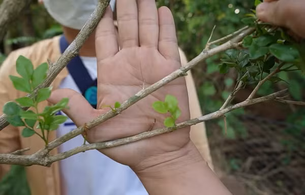 Theo ông mô tả, tóc của cây nguyệt quế chỗ thì màu đen, chỗ lại màu xanh, y hệt như sợi tóc của người chứ không phải là xơ gỗ của cây. Thậm chí khi người nhà đốt thử, họ khẳng định những sợi tóc này có mùi y hệt như tóc người bị lửa bén.