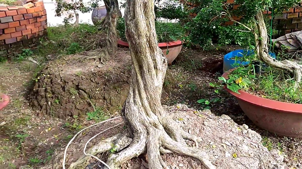 Trồng cây cạnh nhà hay mang cành lá nguyệt quế bên người khiến người ta an tâm và không sợ bị điều xấu đeo bám. Hoa nguyệt quế tạo cảm giác an thần, dễ chịu và xả stress hiệu quả nên ý nghĩa hoa nguyệt quế cũng được tin tưởng rất nhiều.