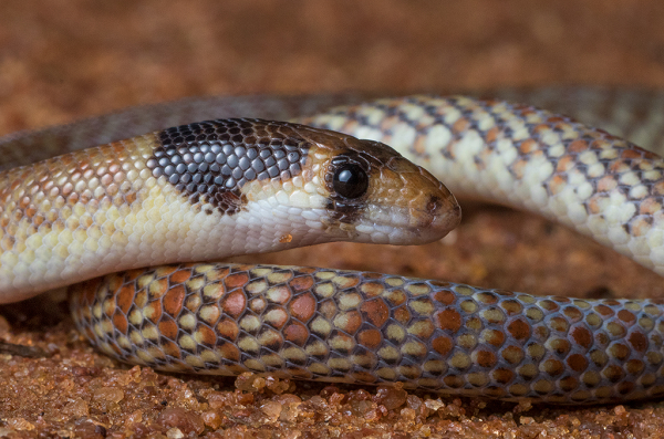 Các nhà nghiên cứu đã thiết lập một nghiên cứu sử dụng camera tốc độ cao thử nghiệm với 147 con thằn lằn chân ngắn từ 13 loài khác nhau được bắt từ tự nhiên. Trong số các con thằn lằn tham gia thử nghiệm, một số không có chi, một số có chi. Tất cả sẽ tham gia đào lỗ.