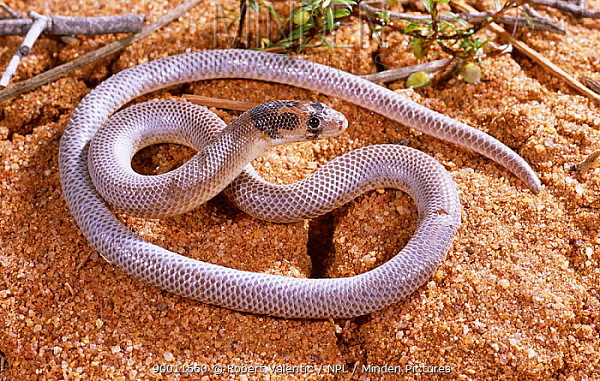 Mặc dù chúng có một cặp chân sau rất nhỏ và có dạng mái chèo nhưng chúng không đóng vai trò gì nhiều giúp loài thằn lằn này di chuyển. Phần đuôi chẻ đôi của con thằn lằn trên cũng không phải là do phần chân sau này tạo thành.