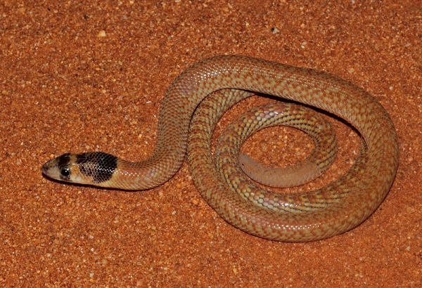 Sau khi nghiên cứu đoạn phim, các nhà nghiên cứu kết luận rằng những con thằn lằn chân ngắn có chi nhanh hơn và có khả năng đào hang tốt hơn những con không có chi nào.