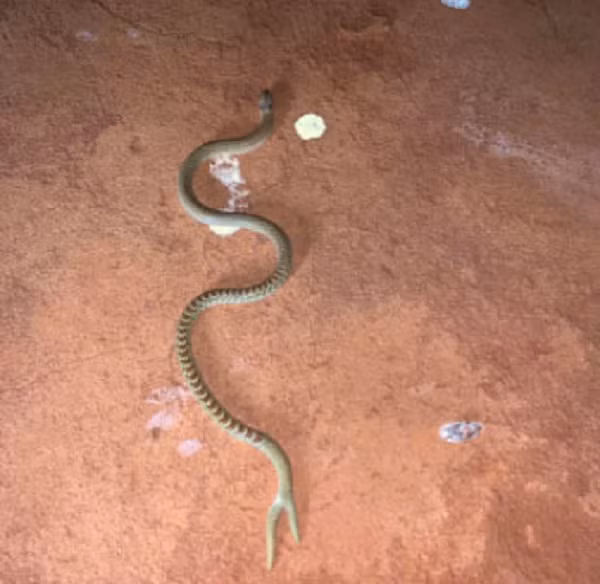 Claire Smith-Ince muốn hỏi các thành viên khác về tên khoa học của nó. Anh ta cho biết một người bạn của mình đã chụp lại bức ảnh này và gần như giẫm lên sinh vật này. Địa điểm chụp bức ảnh là ở vịnh Shark, Úc.