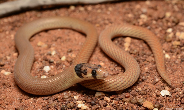 Để tìm hiểu xem điều này xảy ra như thế nào, một nhóm các nhà nghiên cứu đã thu thập dữ liệu về hình dáng cơ thể và sự chuyển động của một loạt các loài thằn lằn chân ngắn không có chi giống rắn đến có bốn chi.