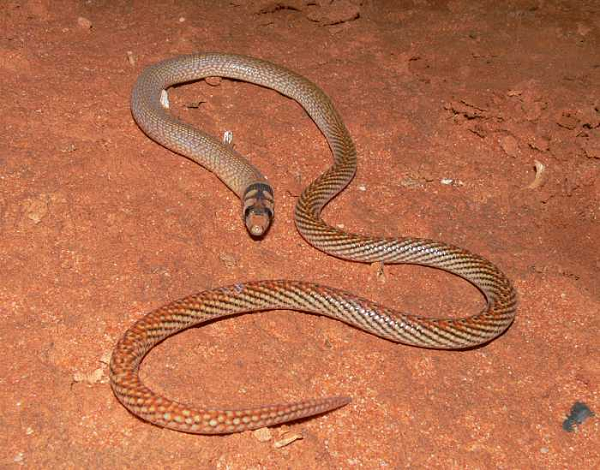 Theo quy luật chung trong quá trình tiến hóa, khi bạn mất một chi, nó sẽ không quay trở lại. Tuy nhiên, quy luật này không có tác dụng với thằn lằn.