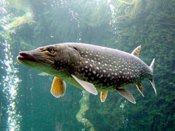 Chúng thường nấp ở một nơi, thân mình luôn co thành hình chữ "S", sẵn sàng búng người ra bắt mồi. Chúng chỉ sống một mình và bảo vệ lãnh địa kiếm mồi của mình.