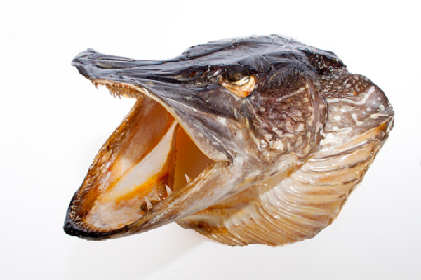 Răng của cá chó Esox lucius không thể cắn đứt con mồi mà chỉ có chức năng giữ chặt con mồi và đẩy con mồi xuống thực quản nhờ vào chuyển động xen kẽ của hàm trên và hàm dưới.