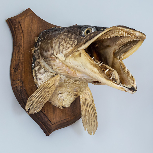 Đến 90% thức ăn của cá chó là những con cá có kích thước nhỏ, nhưng cá chó cũng bắt ăn thêm bất cứ động vật sống nào mà hàm của chúng chộp được.