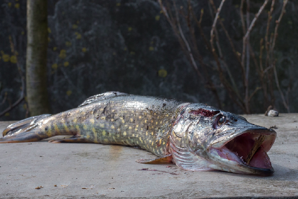 Những con cá chó to (thường là cá mái) còn ăn cả cá chết, cá sắp chết hay cá bệnh. Nhiều câu truyện cổ còn kể rằng cá chó sống nuốt tươi cả những con chó, vịt, thiên nga,...