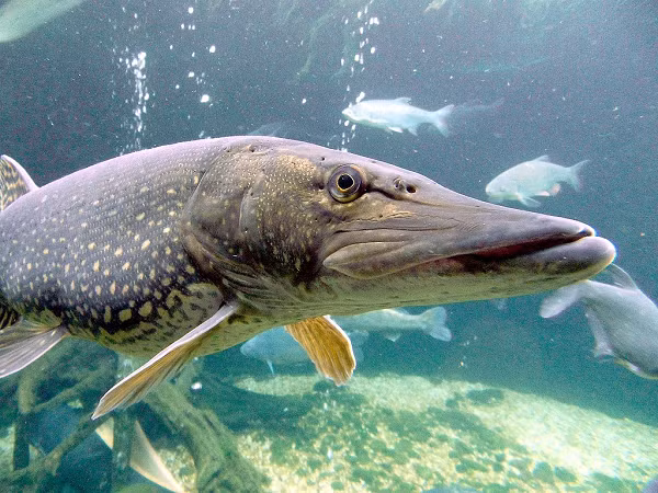 Khi thời cơ đến, cá chó lao ra, chộp con mồi bằng hai cái hàm chắc khỏe. Cá chó tấn công với tốc độ cực nhanh, nên khó có con mồi nào chạy thoát.