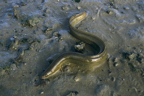 Lươn thủy tinh là một loại cá di cư, có một vòng đời sinh trưởng phát triển của mình khá dị thường và bí ẩn. Mà cho đến nay các nhà khoa học không thể lý giải nổi.