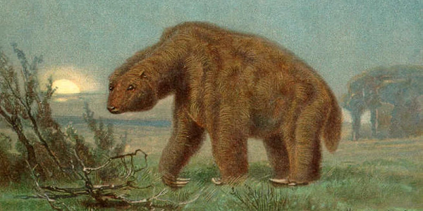 Các nhà khoa học đã bắt đầu tìm kiếm sinh vật này nhưng vẫn chưa tìm thấy gì. Nhà khoa học David Oren cho biết, "Tôi thấy truyền thuyết về Mapinguary dựa trên những lần chạm trán của con người với những con lười cuối cùng trên mặt đất".