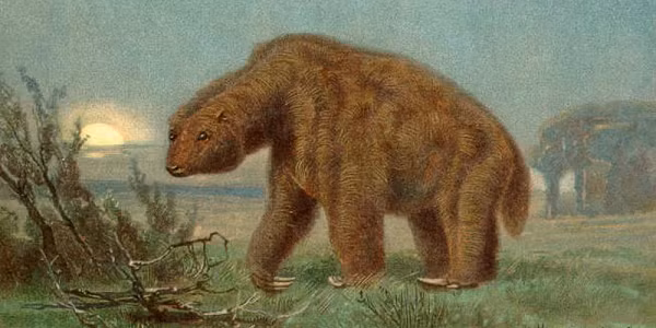 Các nhà khoa học đã bắt đầu tìm kiếm sinh vật này nhưng vẫn chưa tìm thấy gì. Nhà khoa học David Oren cho biết, "Tôi thấy truyền thuyết về Mapinguary dựa trên những lần chạm trán của con người với những con lười cuối cùng trên mặt đất".