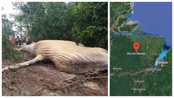 Một con cá voi lưng gù đã chết được tìm thấy gần rìa rừng nhiệt đới Amazon vào tháng 2 năm 2019. Người ta vẫn chưa rõ bằng cách nào mà con cá voi này lại có thể tiến vào khu rừng nhiệt đới này.