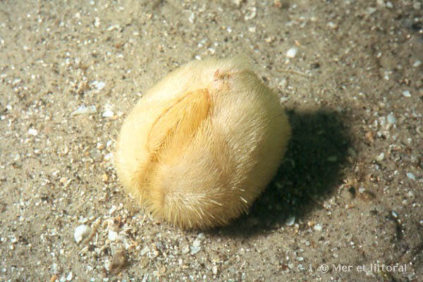 Sau khi liên hệ với chuyên gia, mọi chuyện mới vỡ lẽ, hóa ra đây là những con khoai tây biển, tên khoa học là Echinocardium Cordatum. Chúng thường vùi mình sâu dưới lớp cát và bùn dọc bờ biển Anh.