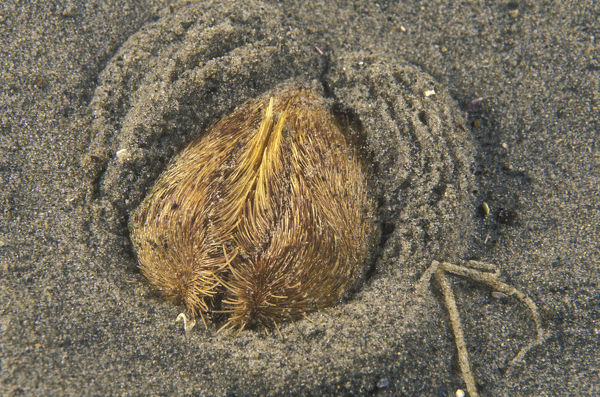 Hoặc có thể, biển cả vừa trải qua thời kỳ biển lặng kéo dài nên các sinh vật phù du phát triển mạnh và tạo thành lớp thảm dày trên bề mặt đáy đại dương. Vì thế, nhím khoai tây biển bị thiếu oxy.