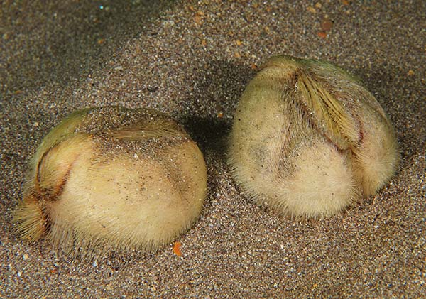 Theo tổ chức Wildlife Trust, nhím biển có những chiếc gai nhỏ màu vàng nâu, nhưng khi chúng chết, chỉ có lớp vỏ màu nâu dạt vào bờ.