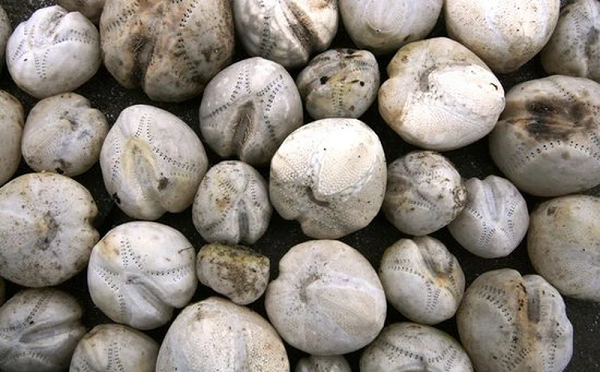 Một người phụ nữ vô tình phát hiện một lượng lớn thứ giống như khoai tây bị sóng đánh dạt vào bờ. Nhìn kỹ hơn chúng lại có hình dạng tương tự như quả bóng chày