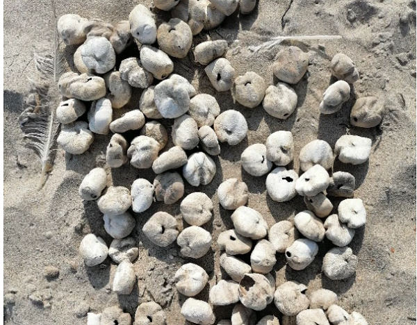 Khi nhặt lên, cô thấy bên dưới chúng được bao phủ bằng 1 lớp gai nhọn. Đặc biệt là "củ khoai tây" này vẫn còn sống. Các đường gờ trên bề mặt cứ liên tục ngọ nguậy. Chúng dường như cố bò về phía mặt nước vì trên bãi cát vẫn còn hẳn rõ dấu vết.