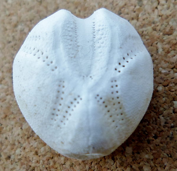 Khoai tây biển là một trong những loài nhím có những gai nhỏ, kích thước khoảng 7 cm. Chúng có thể nhận biết qua bề ngoài có hình trái tim, màu trắng xám và vỏ mỏng, giòn.