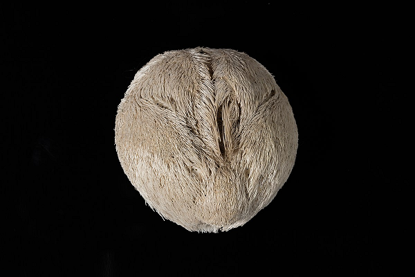 Nhím khoai tây biển phân chia giới tính thành con đực và con cái. Khi tới mùa sinh sản, chúng phóng giao tử vào dòng nước.