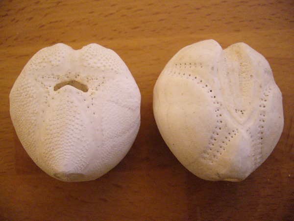 Nhím khoai tây biển được bao phủ gai dày đặc giống như lông. Chân của nhím khoai tây biển có dạng ống và chúng dùng để ăn động vật và thực vật đã chết.