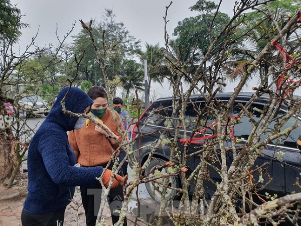 Hoa lê năm nay nở muộn nhưng đã được thương lái chuyển về thành phố bày bán cho những người yêu hoa thưởng thức sau Tết.