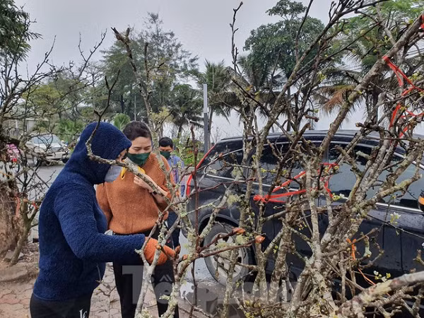 Hoa lê năm nay nở muộn nhưng đã được thương lái chuyển về thành phố bày bán cho những người yêu hoa thưởng thức sau Tết.