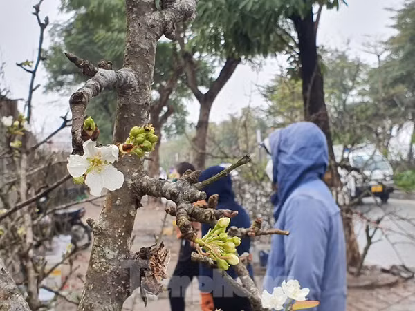 Những ngày sau Tết có rất nhiều người Hà Nội xuống phố mua hoa lê để chơi