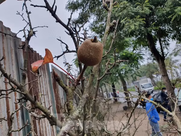 Sau khi hoa tàn, người chơi sẽ tiếp tục chơi quả lê khi kết trái.