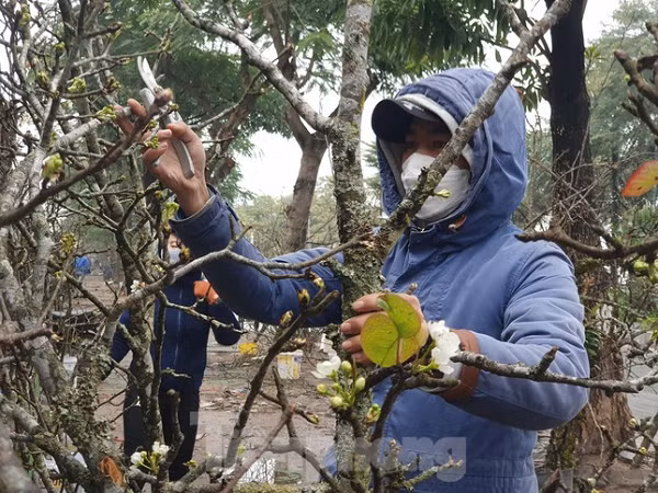 Một cành lê đẹp cần phải có đủ cả hoa quả và lộc.