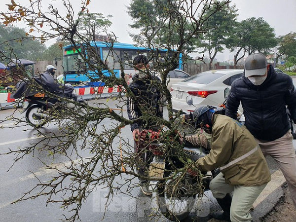 Có người chỉ xem lướt qua đã bỏ ra hàng triệu đồng để đưa cành lê về chơi Tết muộn.
