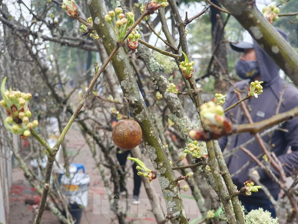 Không giống như đào, mận, hoa lê chơi được lâu, hoa bền có thể chơi được 1 tháng đến 40 ngày.