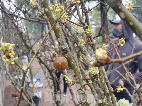 Không giống như đào, mận, hoa lê chơi được lâu, hoa bền có thể chơi được 1 tháng đến 40 ngày.