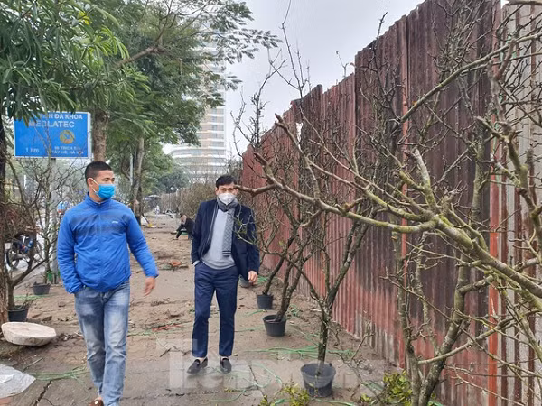 Mỗi cành lê có giá từ 2 -3 triệu đồng.